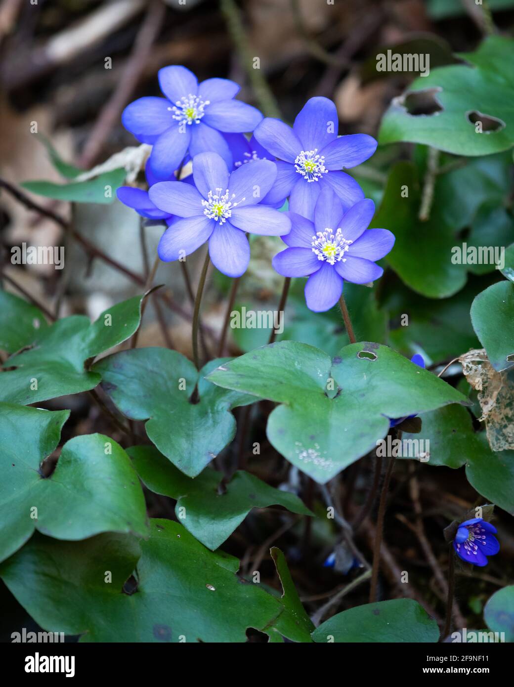 A group of kidneyworts (Hepatica nobilis) in a deciduous forest in springtime Stock Photo