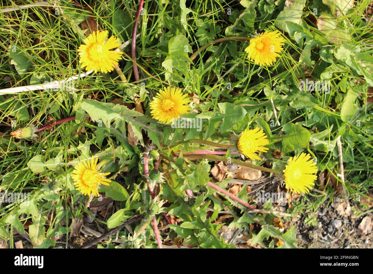 Taraxacum officinale Dandelion plant composed of numerous small yellow florets also known as a common weed. Stock Photo