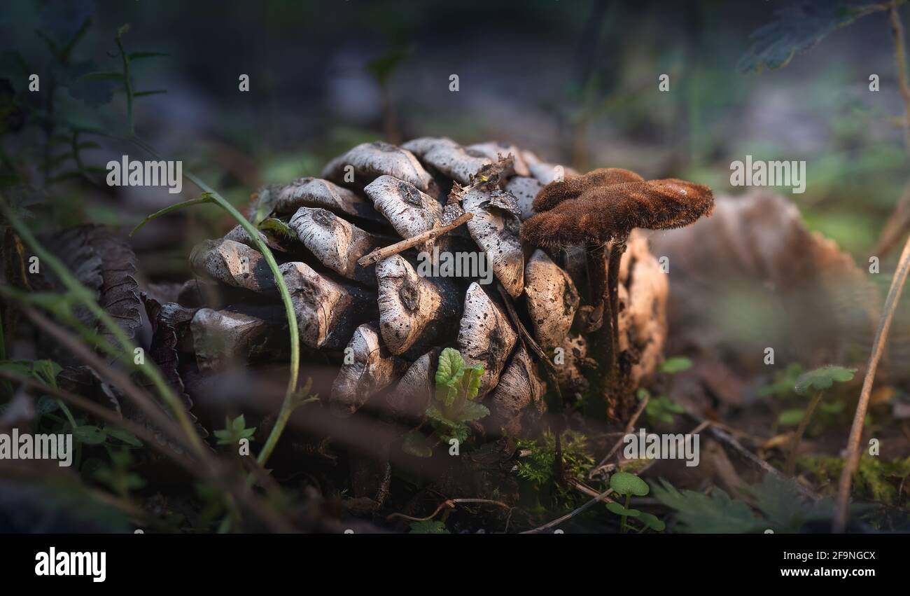 Little brown mushroom next to pine cone in the forest Stock Photo