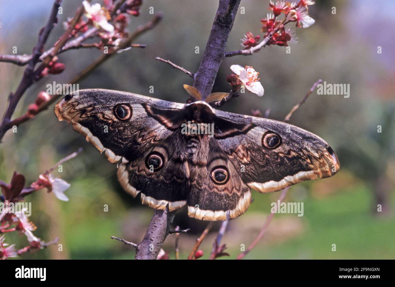 Saturnia pyri, the giant peacock moth, great peacock moth, giant emperor moth or Viennese emperor Stock Photo