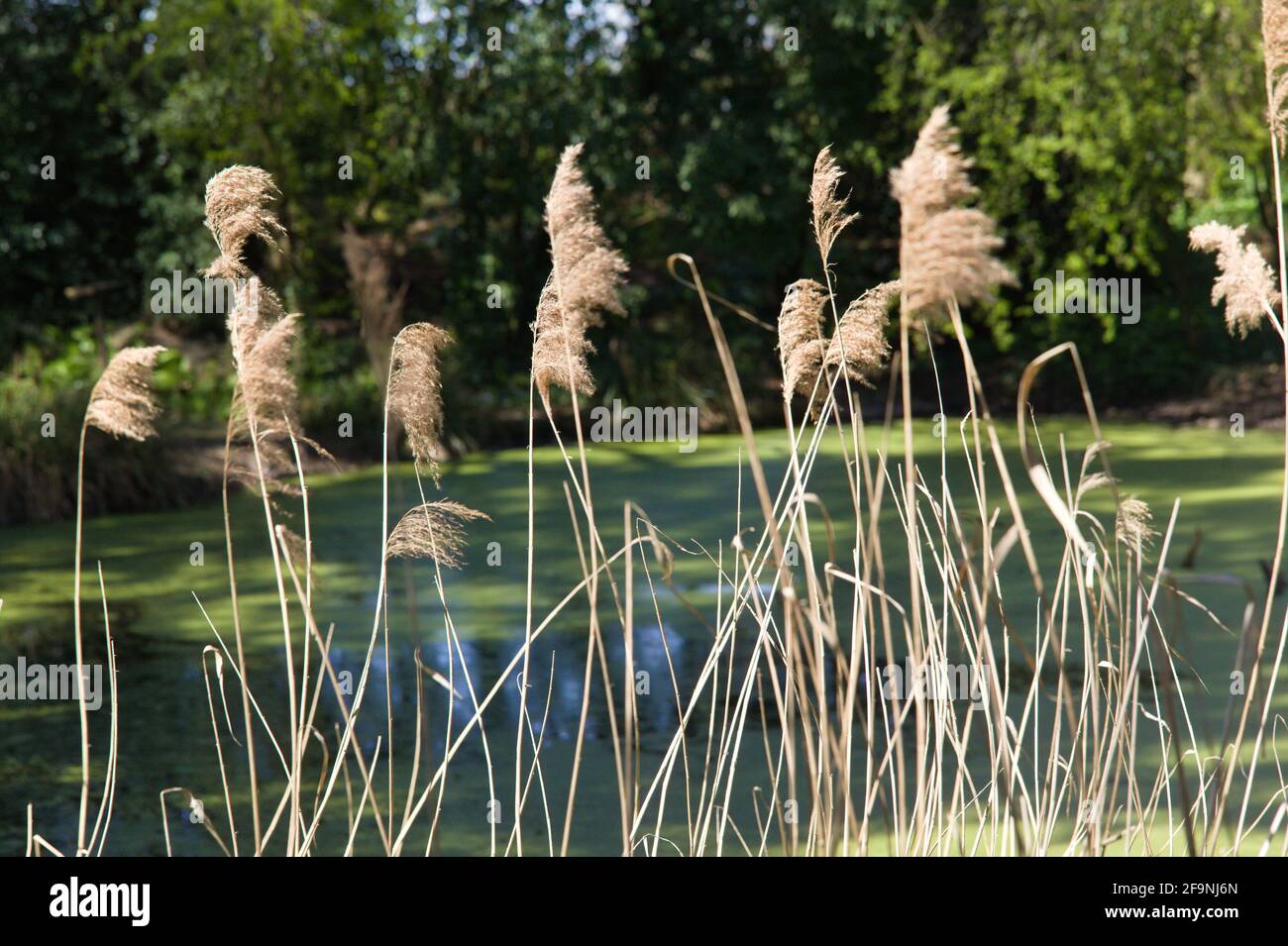 Common sedges hi-res stock photography and images - Alamy