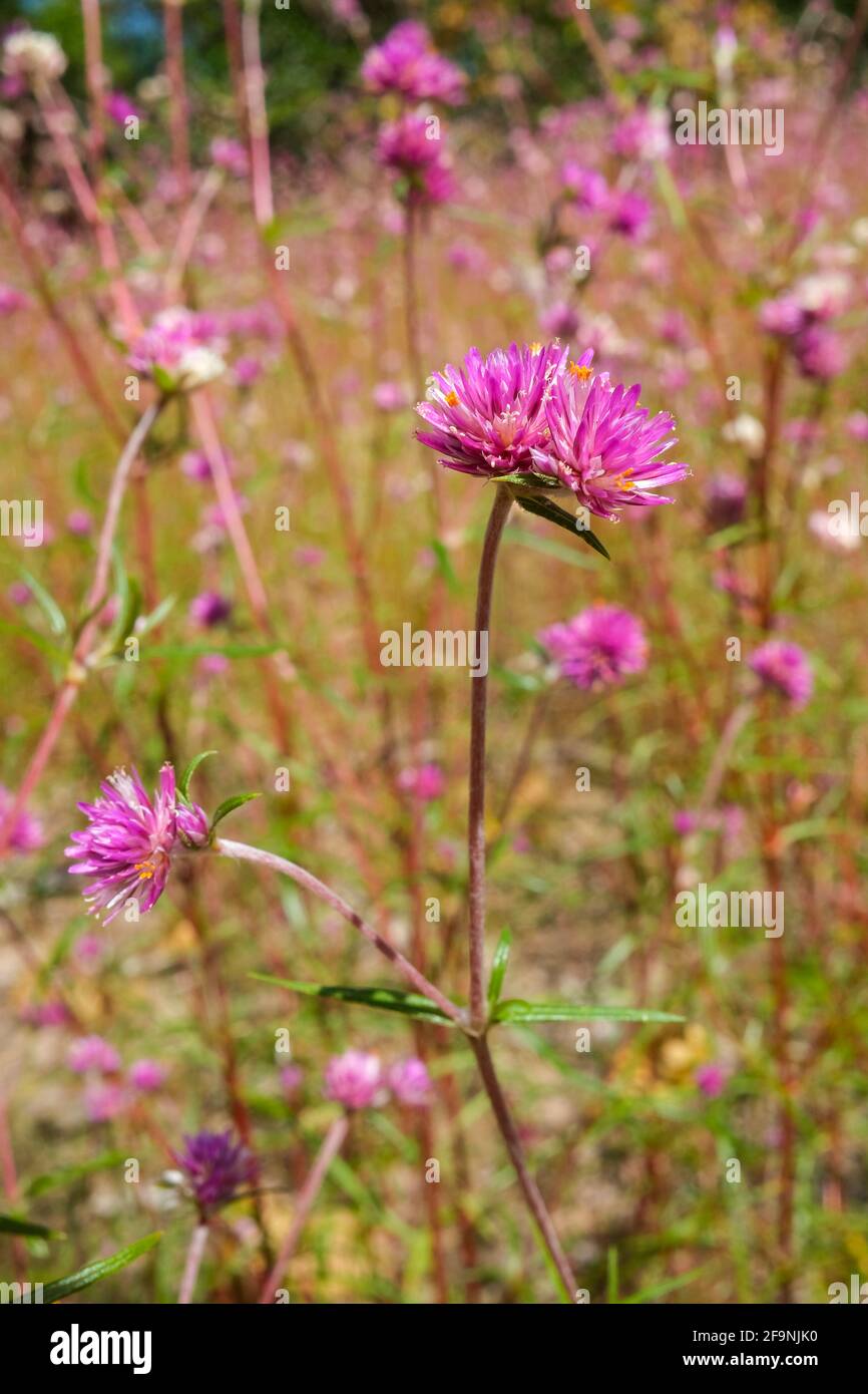 Wild Gomphrena flaccida flowers, in the Northern Territory of Australia. Stock Photo