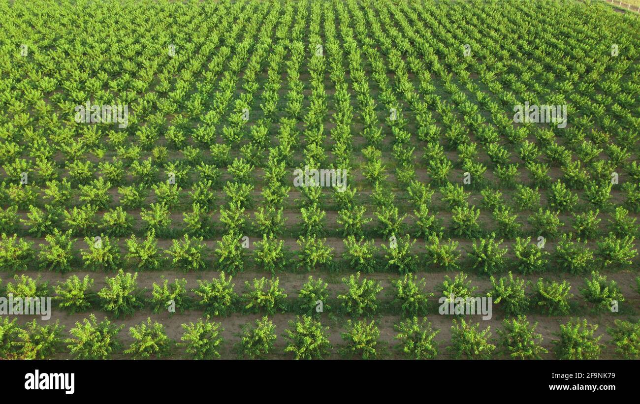 Agriculture. Rows of trees grow. Orchard. The aerial view on orchard of