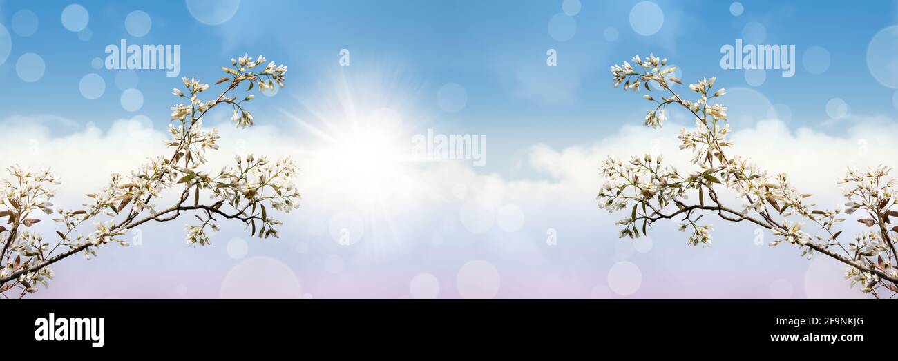 White flowering blossom tree branches against blue dreamy sky. Romantic spring banner. Stock Photo