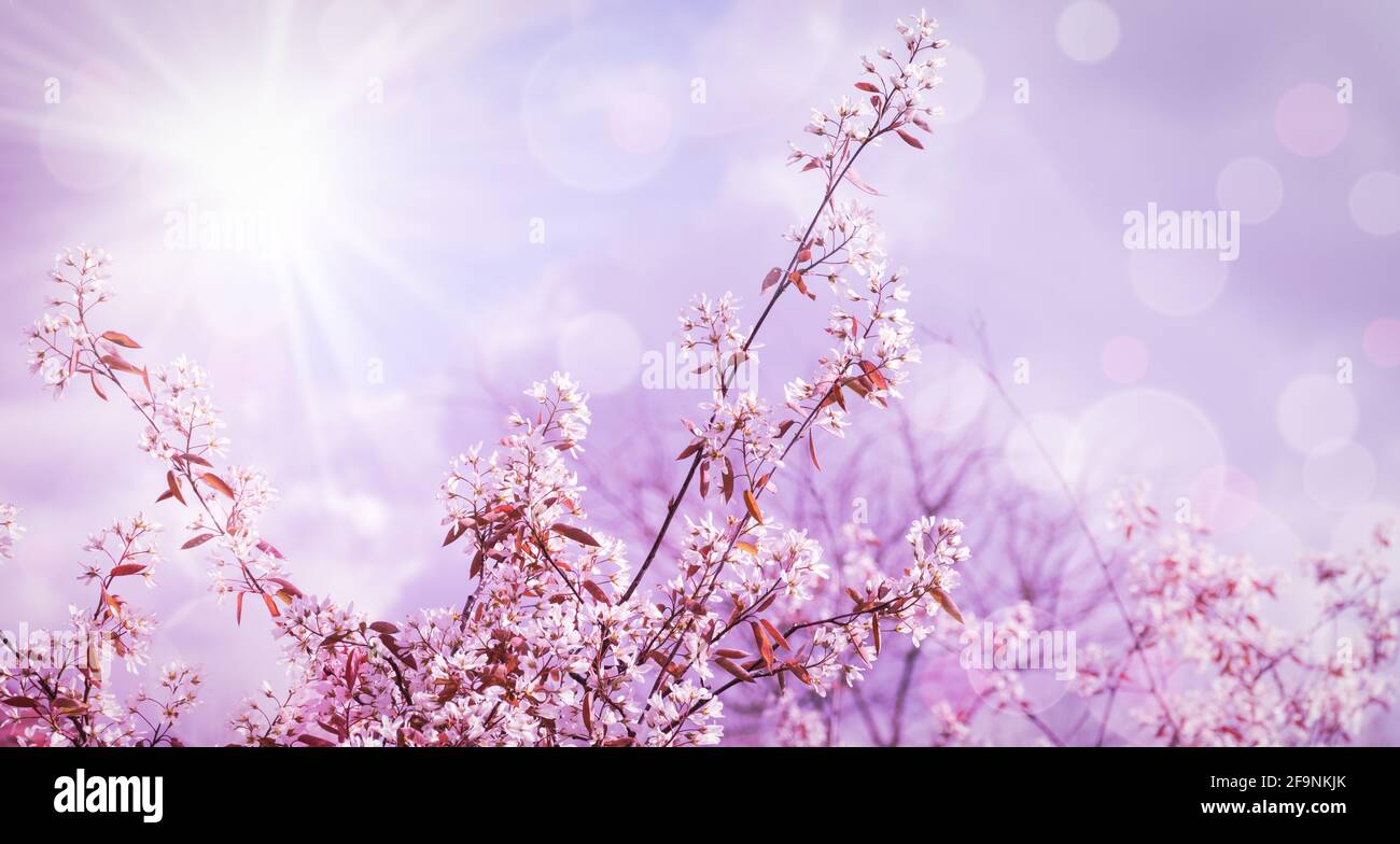 Spring branches of blossoming tree on pink bokeh background. Stock Photo