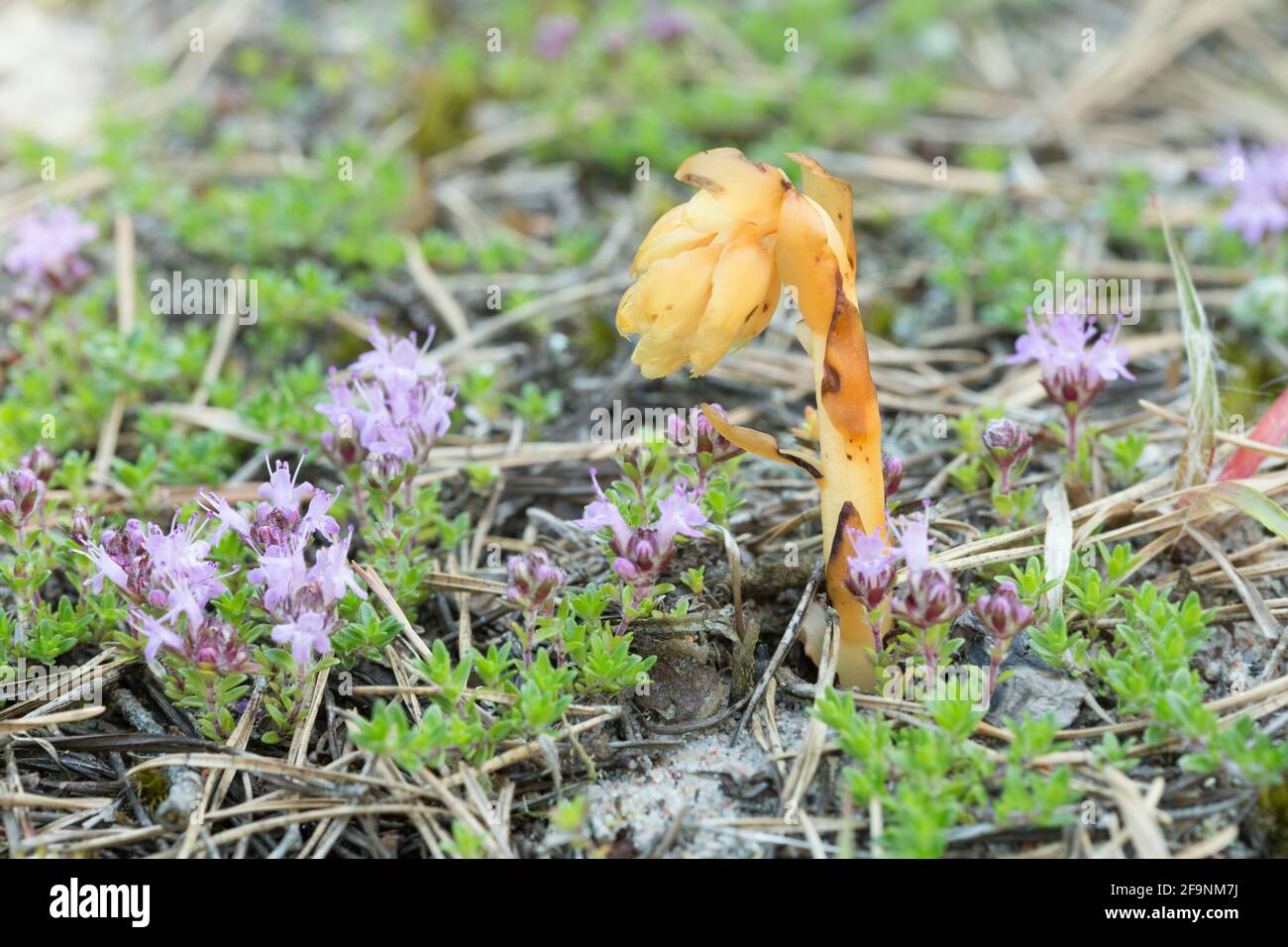 Dutchman's pipe, Monotropa hypopitys growing among breckland thyme, Thymus serpyllum in dry environment Stock Photo