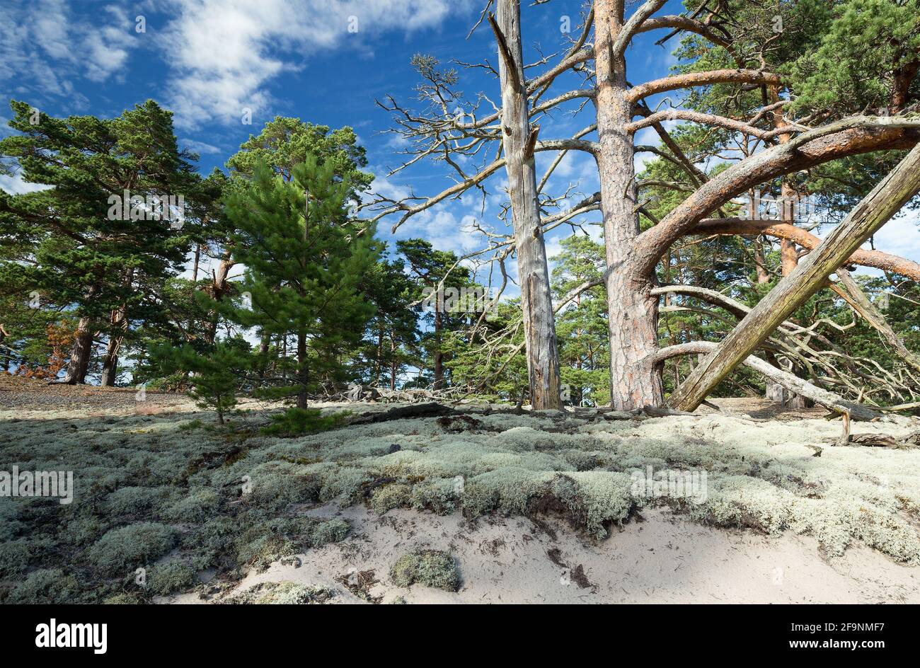 Dry pine trees in sandy environment Stock Photo