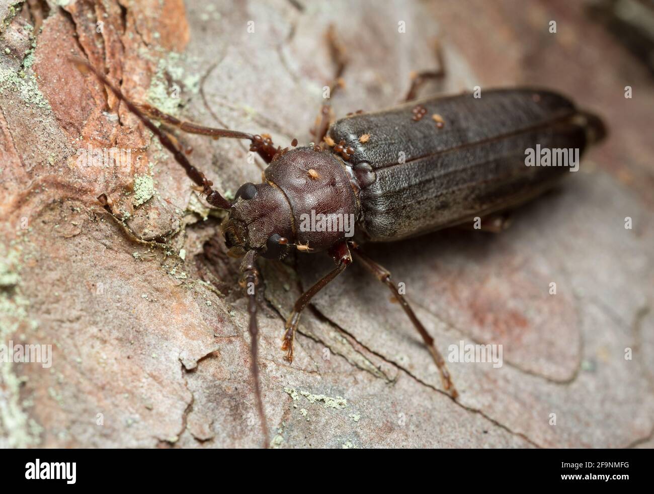Arhopalus rusticus with parasites Stock Photo
