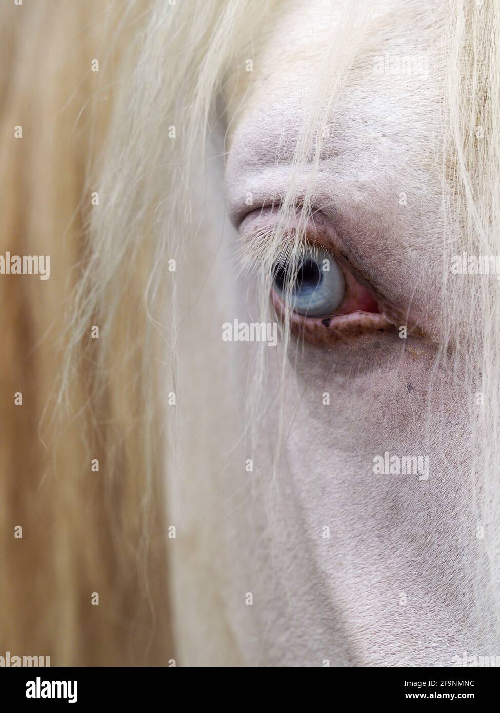 A close up shot of the eye and side of face of a Cremello stallion. Stock Photo