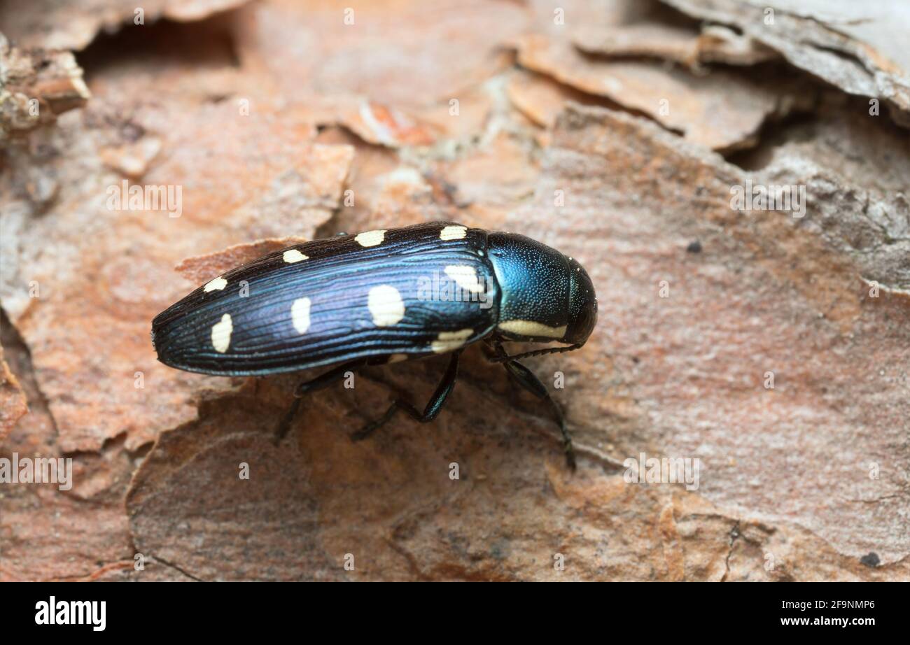 Jewel beetle, Buprestis octoguttata on pine bark Stock Photo