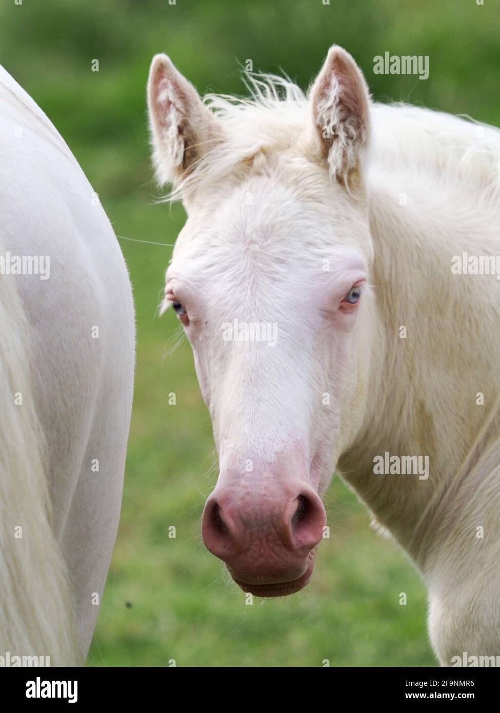A head shot of a young and pretty cremello foal. Stock Photo