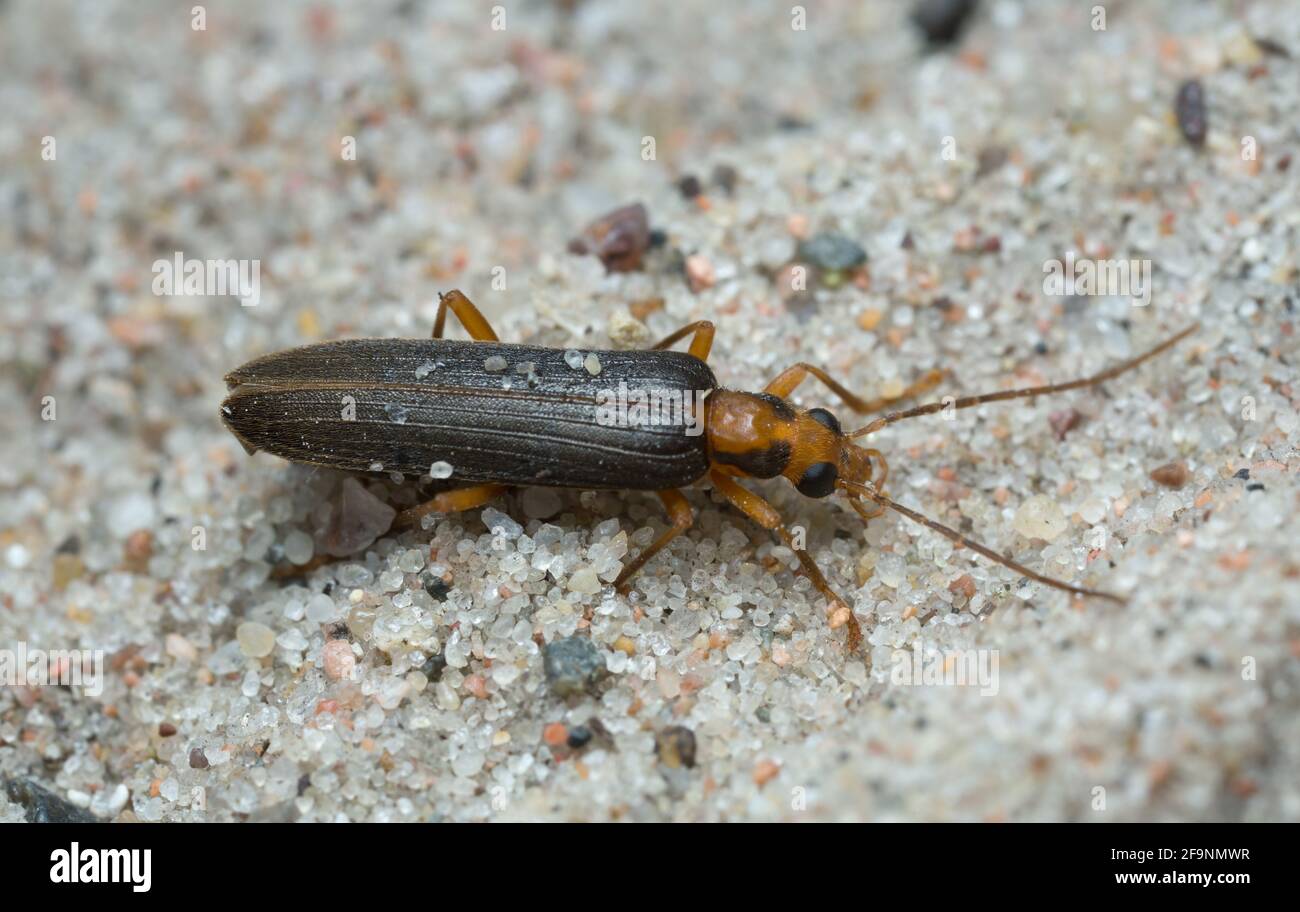 Nacerdes carniolica on sand Stock Photo Alamy