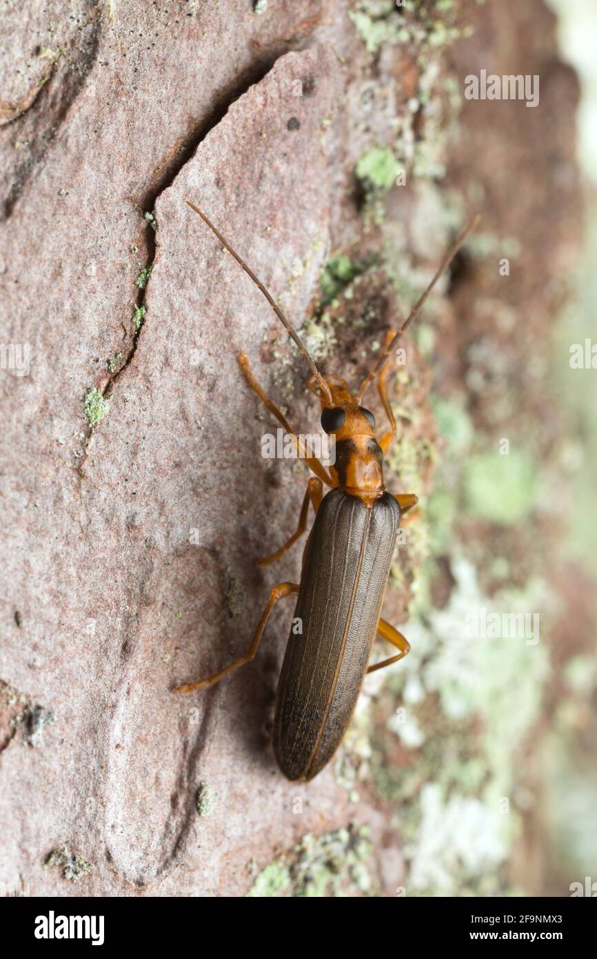 Nacerdes hires stock photography and images Alamy