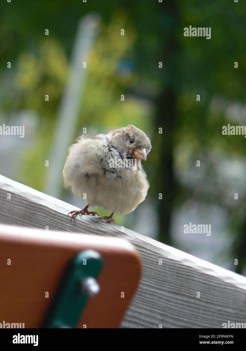 Friendly little brown bird: fluffy feathers, inquisitive head looking to one side, standing on a wooden fence panel Stock Photo