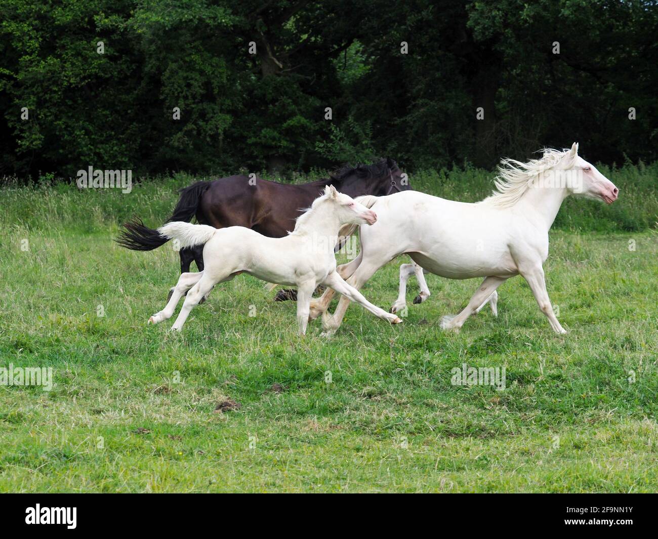 A small herd of horses including a mare and foal gallop through a paddock. Stock Photo
