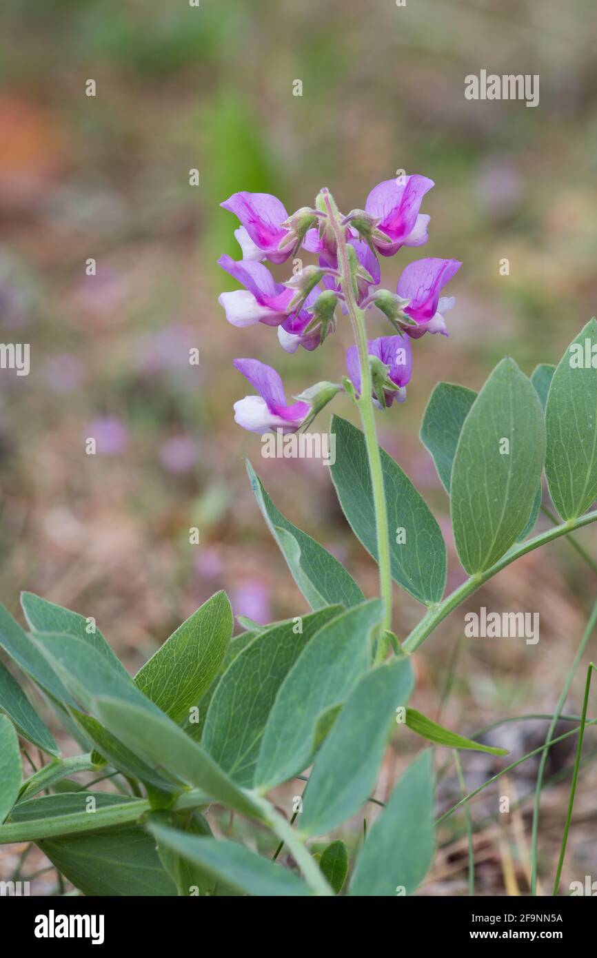 Blooming sea vetchling, Lathyrus japonicus Stock Photo