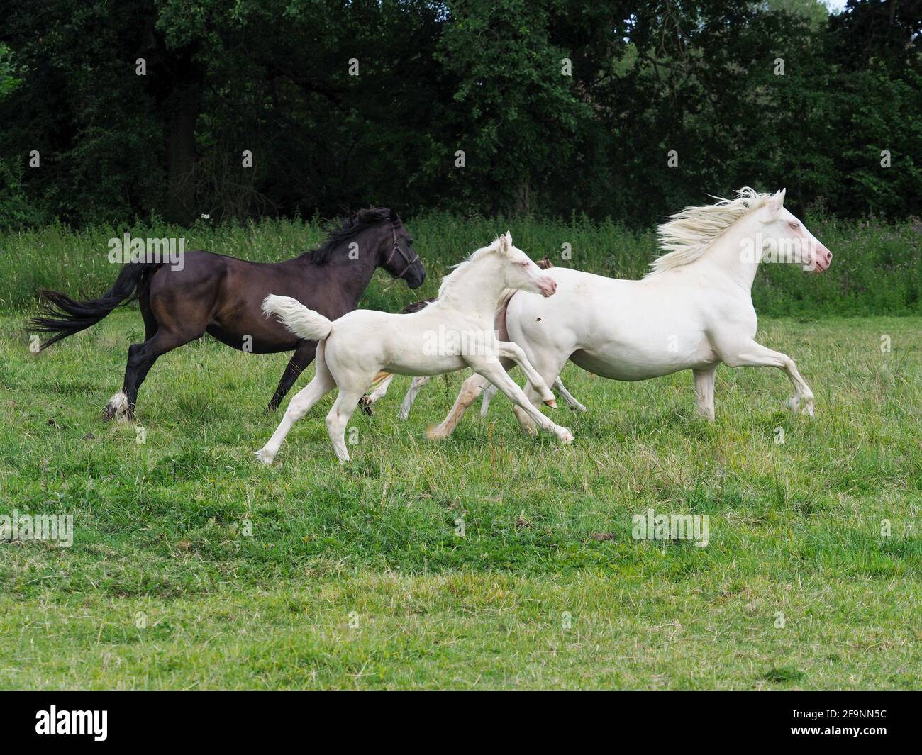 A small herd of horses including a mare and foal gallop through a paddock. Stock Photo