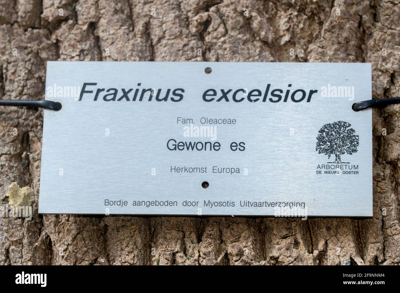 Tree Sign Fraxinus Excelsior At Amsterdam The Netherlands 26-3-2020 Stock Photo