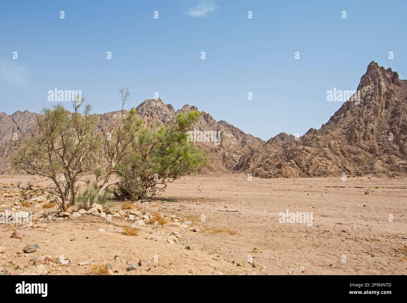 Landscape scenic view of desolate barren eastern desert in Egypt with acacia tree and mountains Stock Photo