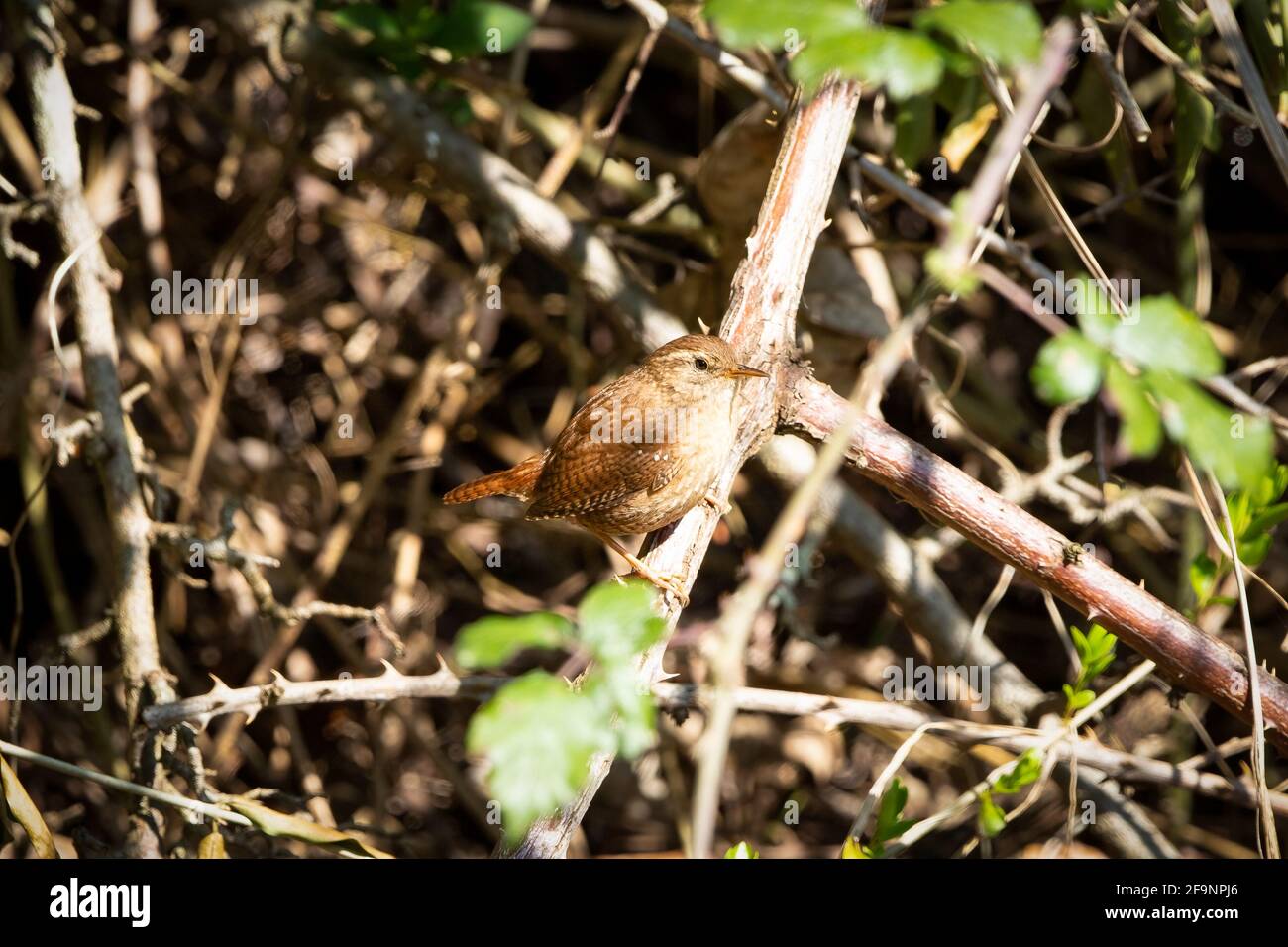 A Wren perched on a branch of a bramble bush Stock Photo