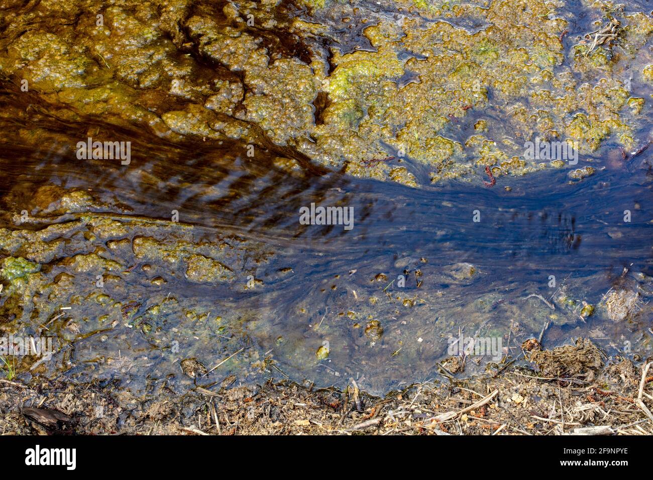 Intimate landscape of vivid green algae in a slow moving stream Stock Photo