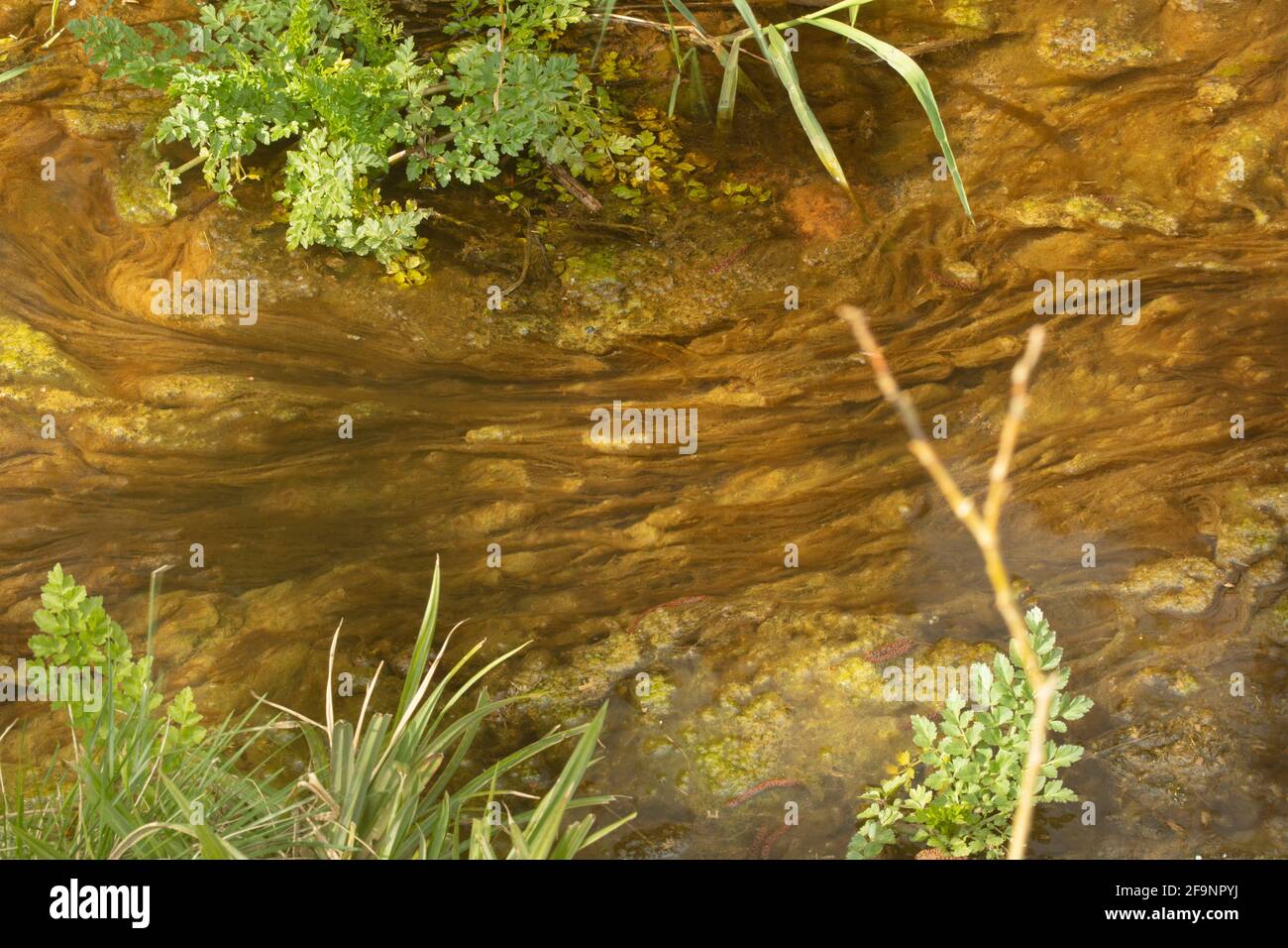 Intimate landscape of vivid green algae in a slow moving stream Stock Photo
