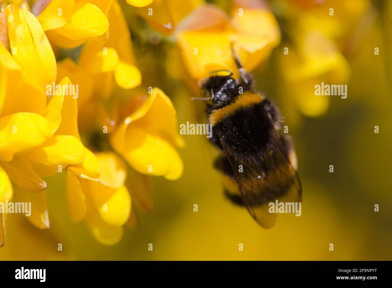 Macro view of a pollen covered British Bumblebee drinking nectar from  a Coronilla valentina  glauca citrina / Scorpion Vetch plant , Essex, Britain, Stock Photo