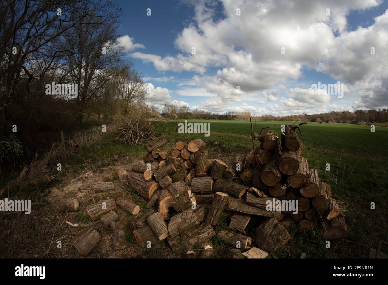 Found natural still-life photograph of cut logs from tree management ...