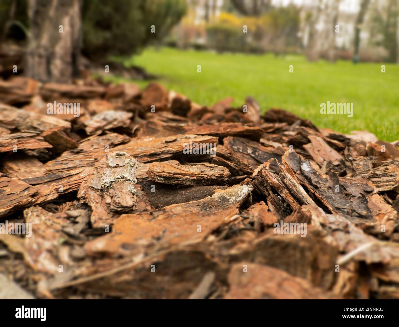 Design design of puddles of mulch from natural pine brown bark close-up. Mulch is an element of landscape design of plots. Stock Photo
