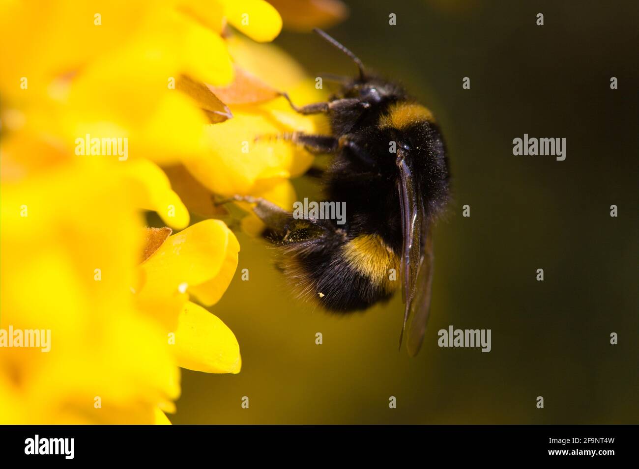 Macro view of a pollen covered British Bumblebee foraging for nectar from  a Coronilla valentina  glauca citrina / Scorpion Vetch plant , Essex, Brita Stock Photo