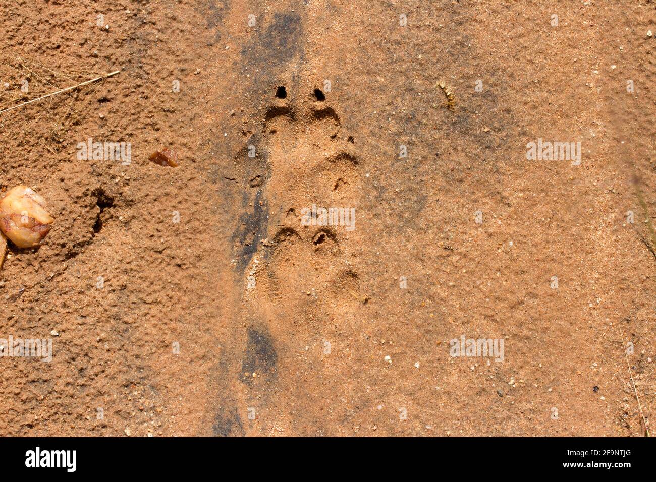 The distinctive tracks, or spoor, of a Cape Hunting Dog, that trotted through camp during night after a shower of rain ensured crisp imprints. Stock Photo