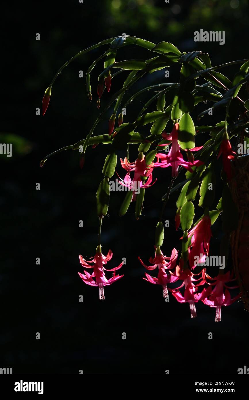 Hanging pink Christmas cactus flowers and leaves glowing with sunlight on a dark background Stock Photo