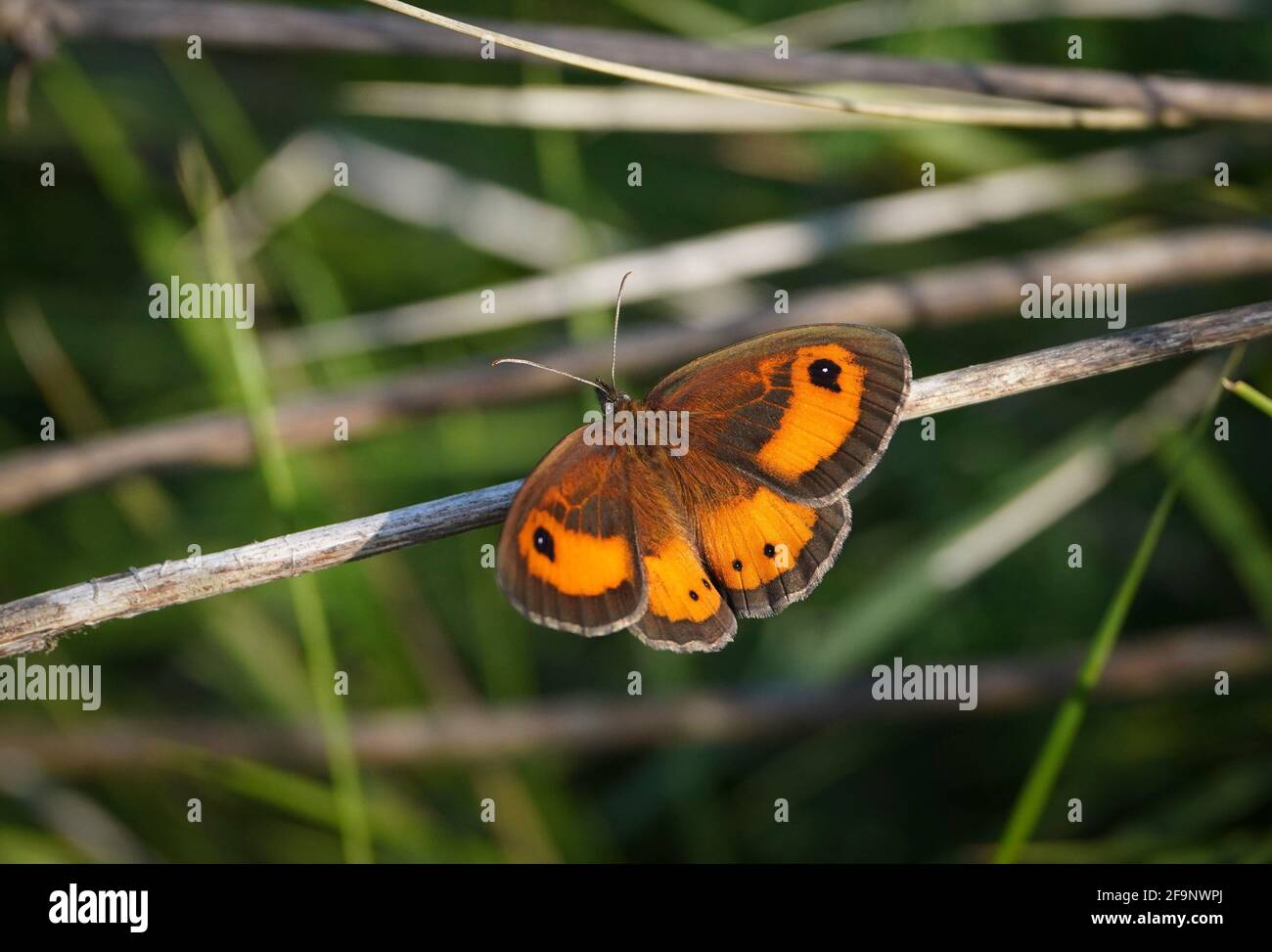 Spanish gatekeeper, Nymphalidae Pyronia bathseba, butterfly, in last sunshine, Andalusia, Spain. Stock Photo
