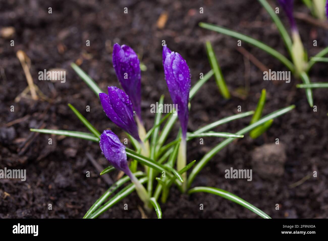 A wonderful spring flower crocus, a brightly colored early decoration ...