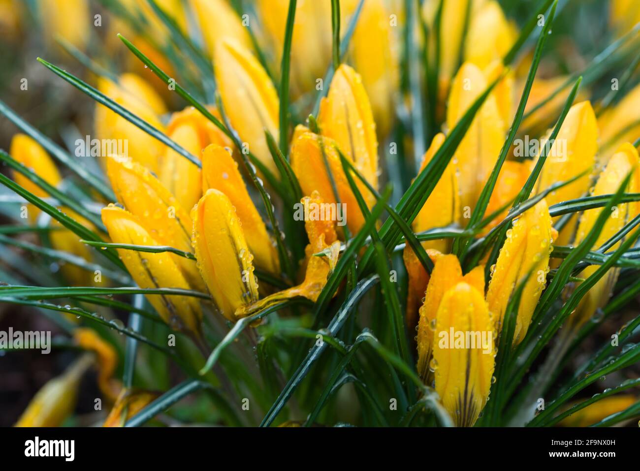 A wonderful spring flower crocus, a brightly colored early decoration of parks and meadows. Amazing crocus flowers. Stock Photo