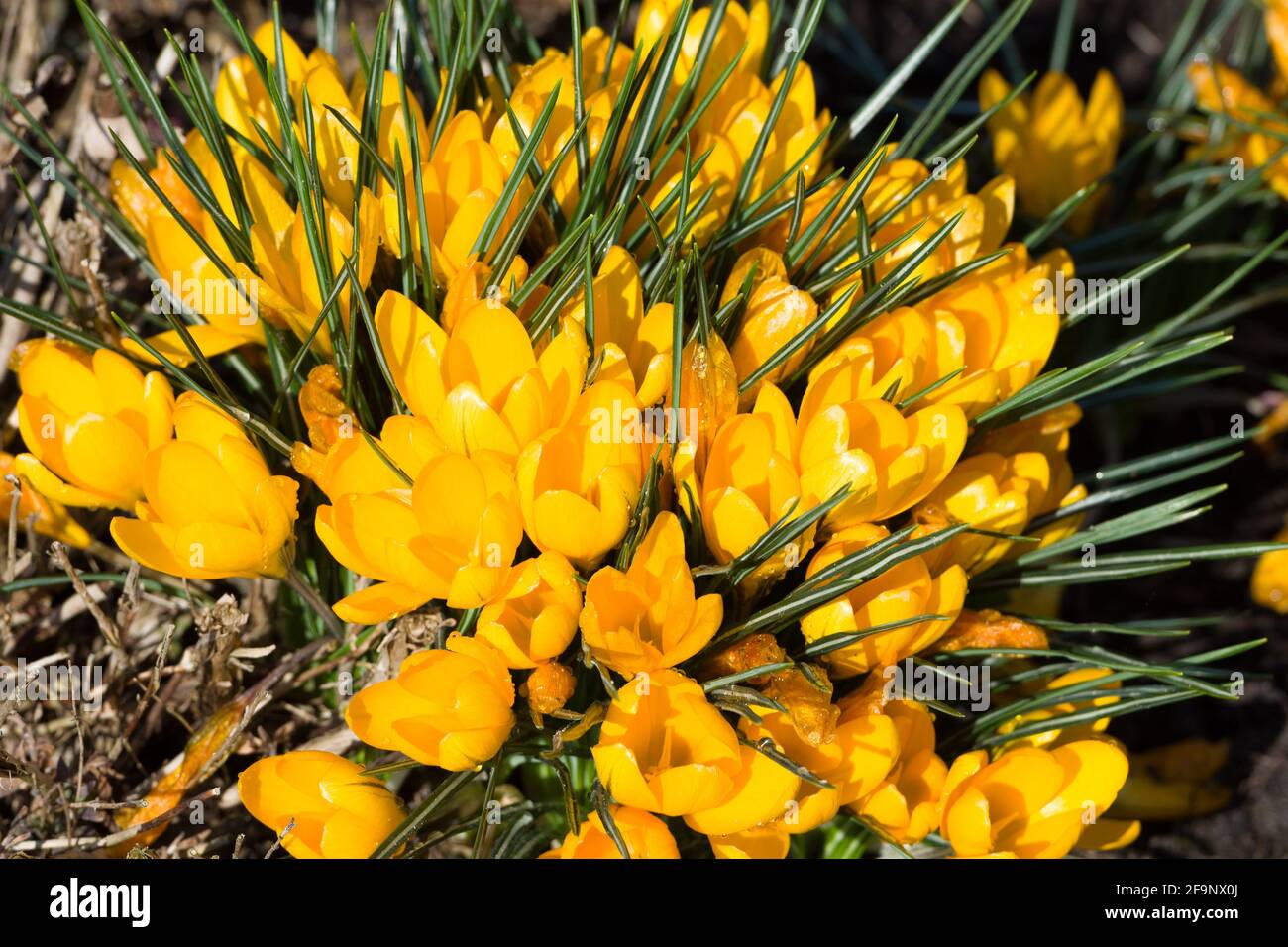A wonderful spring flower crocus, a brightly colored early decoration ...
