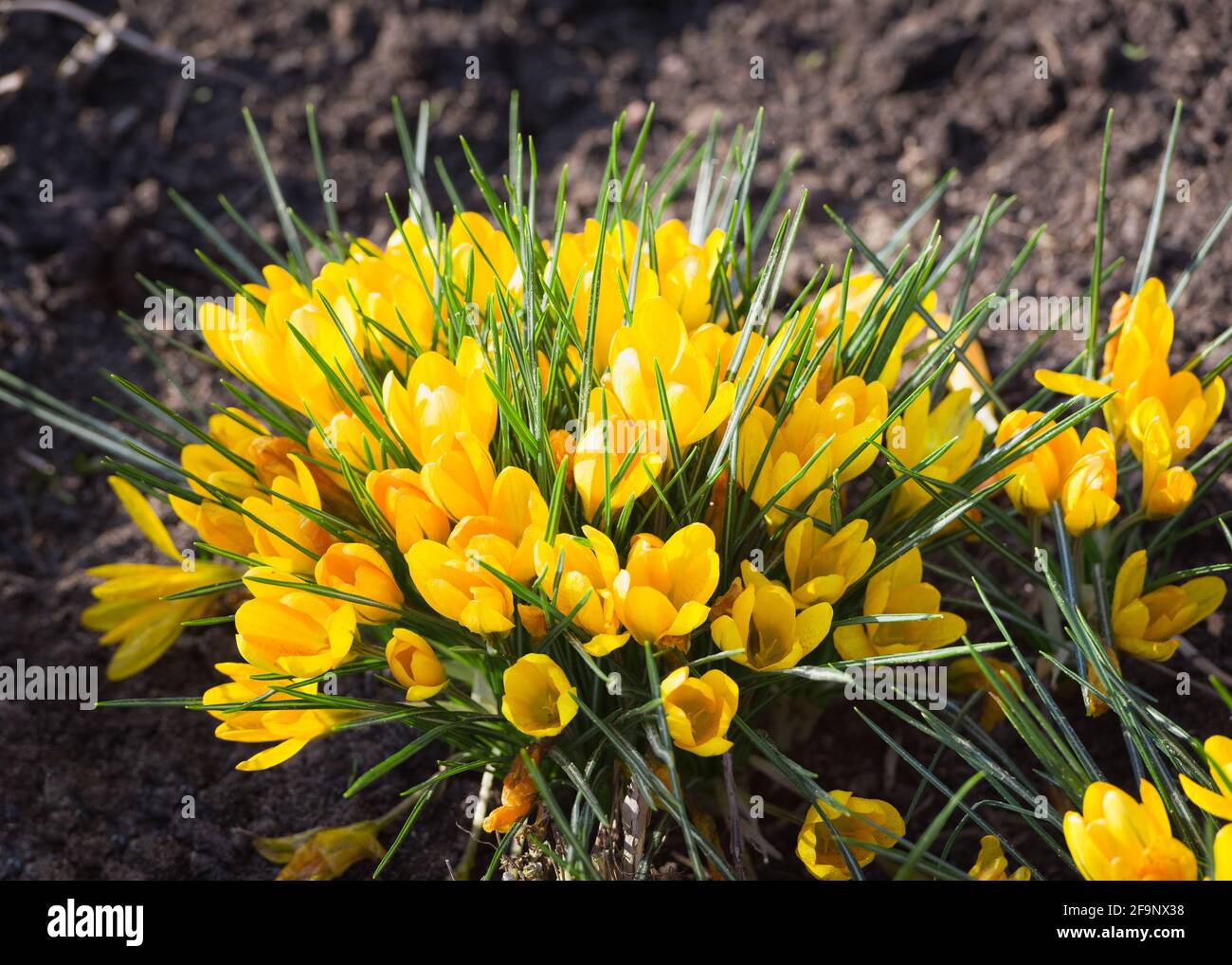 A wonderful spring flower crocus, a brightly colored early decoration ...