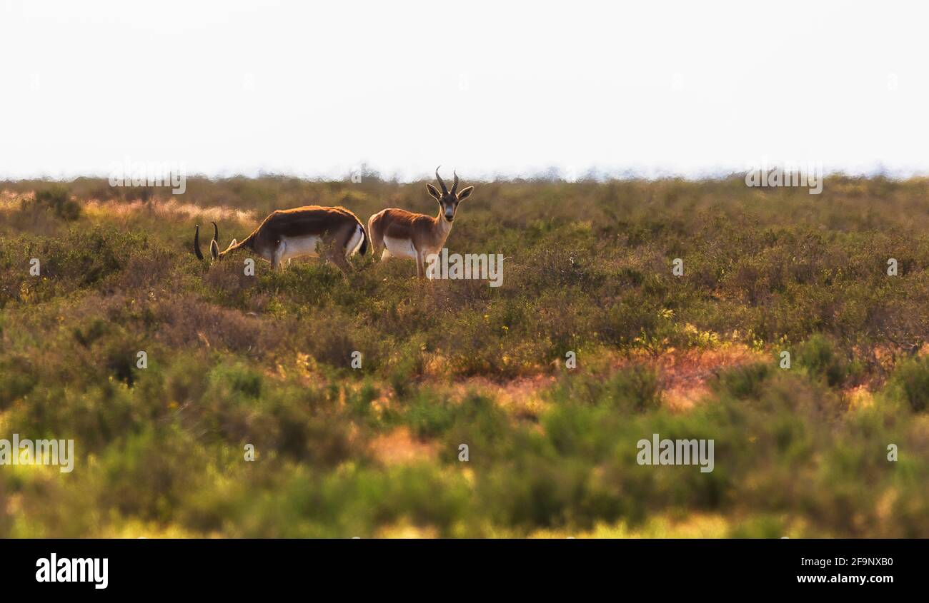 Gazelles horns hi-res stock photography and images - Alamy