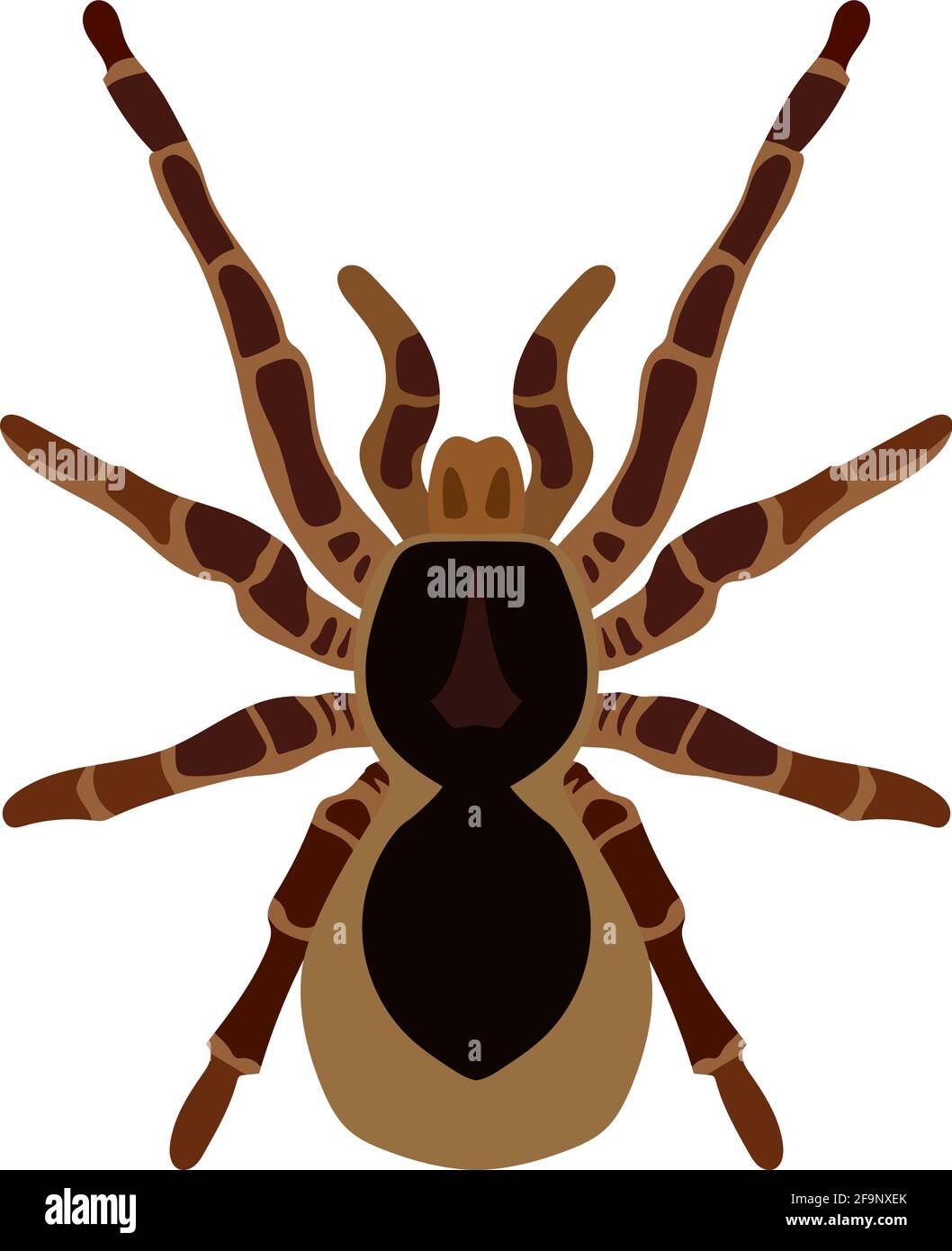 Vector spider theraphosa blondi illustration isolated on white Stock Vector