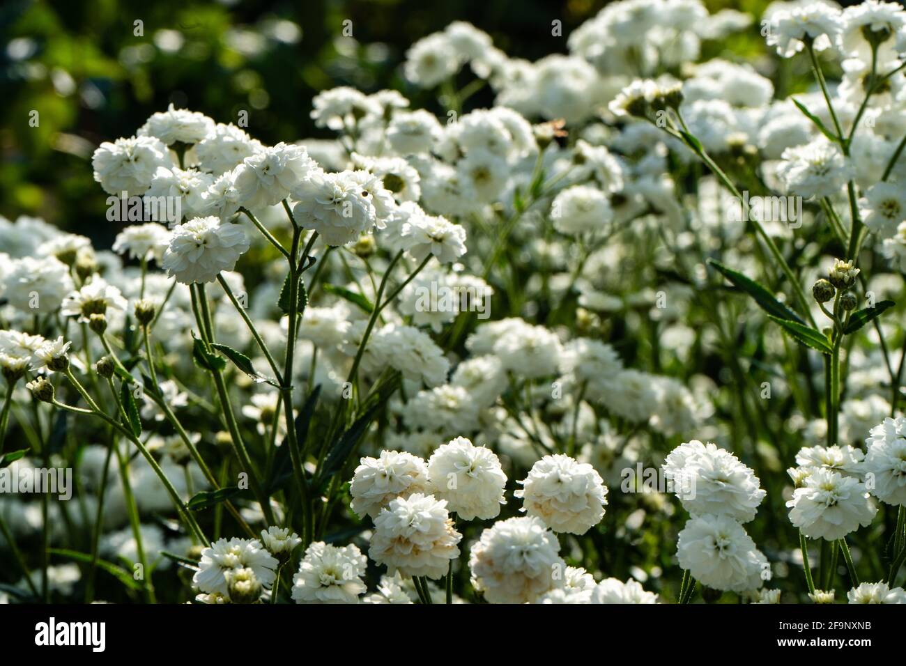 Iberis sempervirens white flowering plant. Spring white Iberis flower Stock Photo