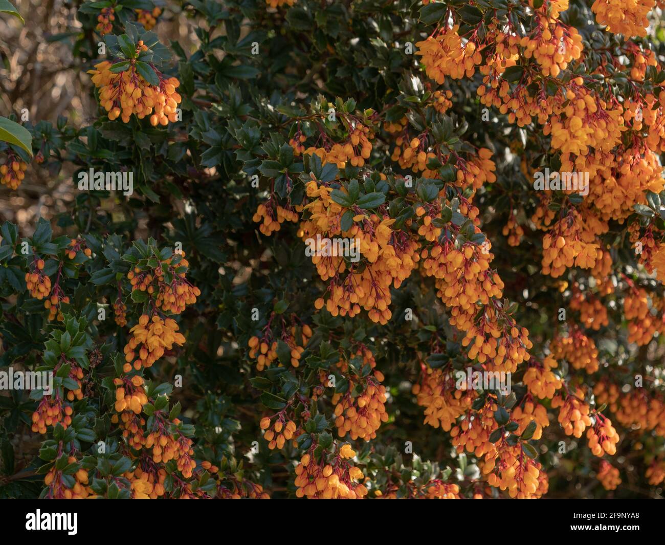 Orange flowers of the evergreen garden shrub Berberis darwinii seen in England, UK in April. Stock Photo