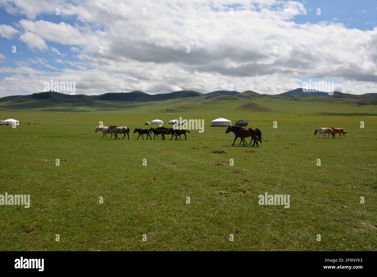 Nomadic family mongolian livestock hi-res stock photography and images ...