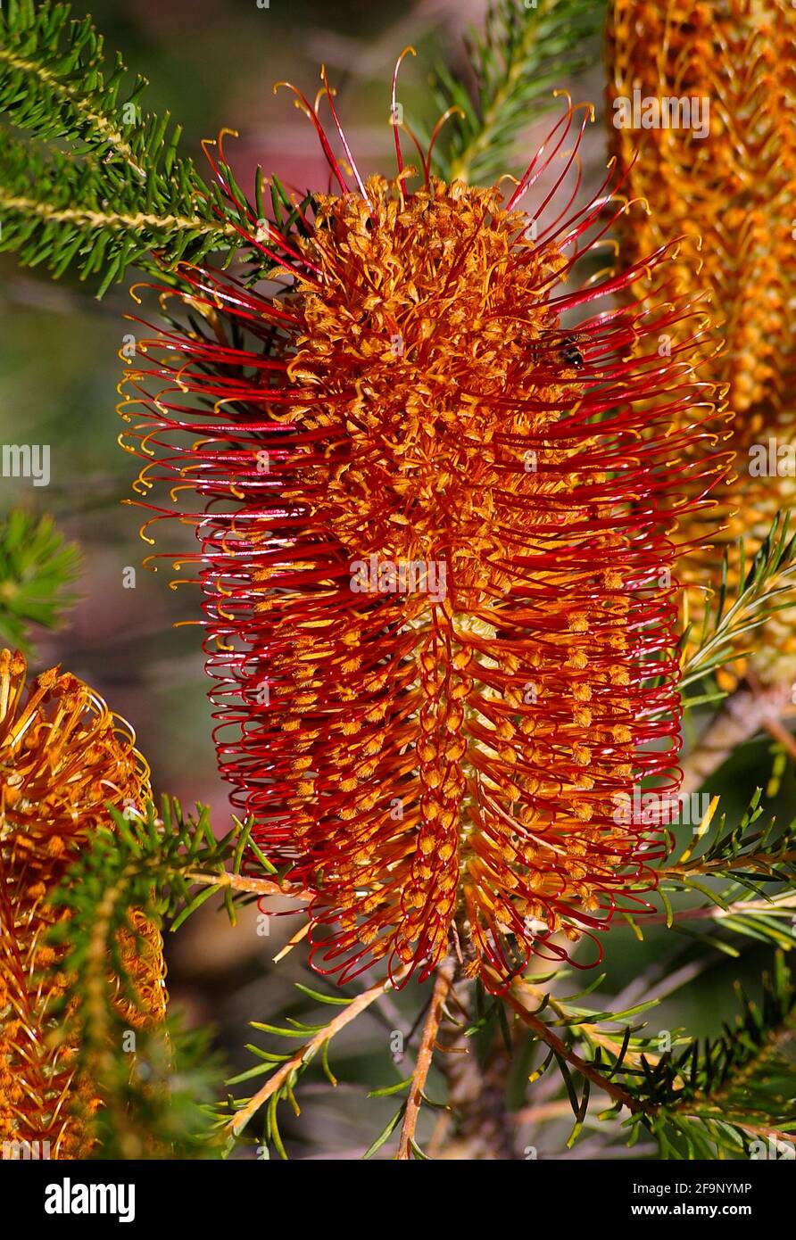 Almost fully open Heath banksia flower spike  (Banksia ericifolia, lantern banksia). Red and orange vertical flower in private Australian garden. Stock Photo