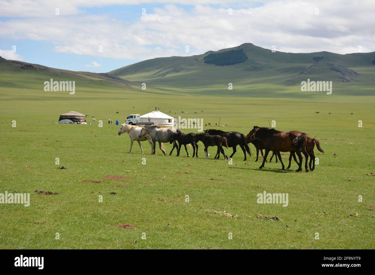 Nomadic family mongolian livestock hi-res stock photography and images ...