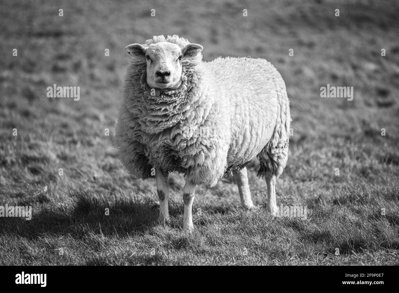 Woolly sheep with thick fleece in black and white Stock Photo