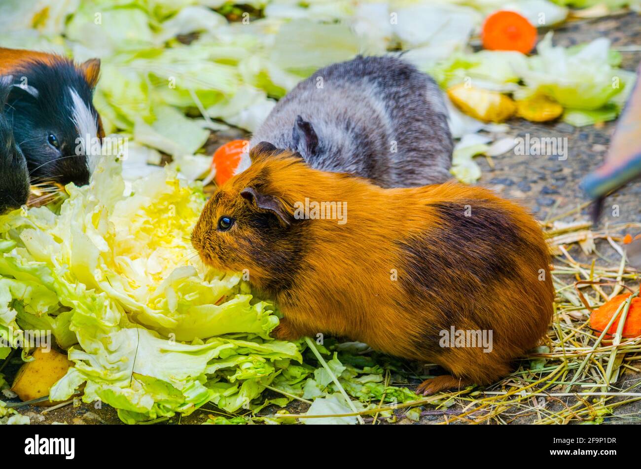 group of guinea pigs is eating vegetables Stock Photo Alamy
