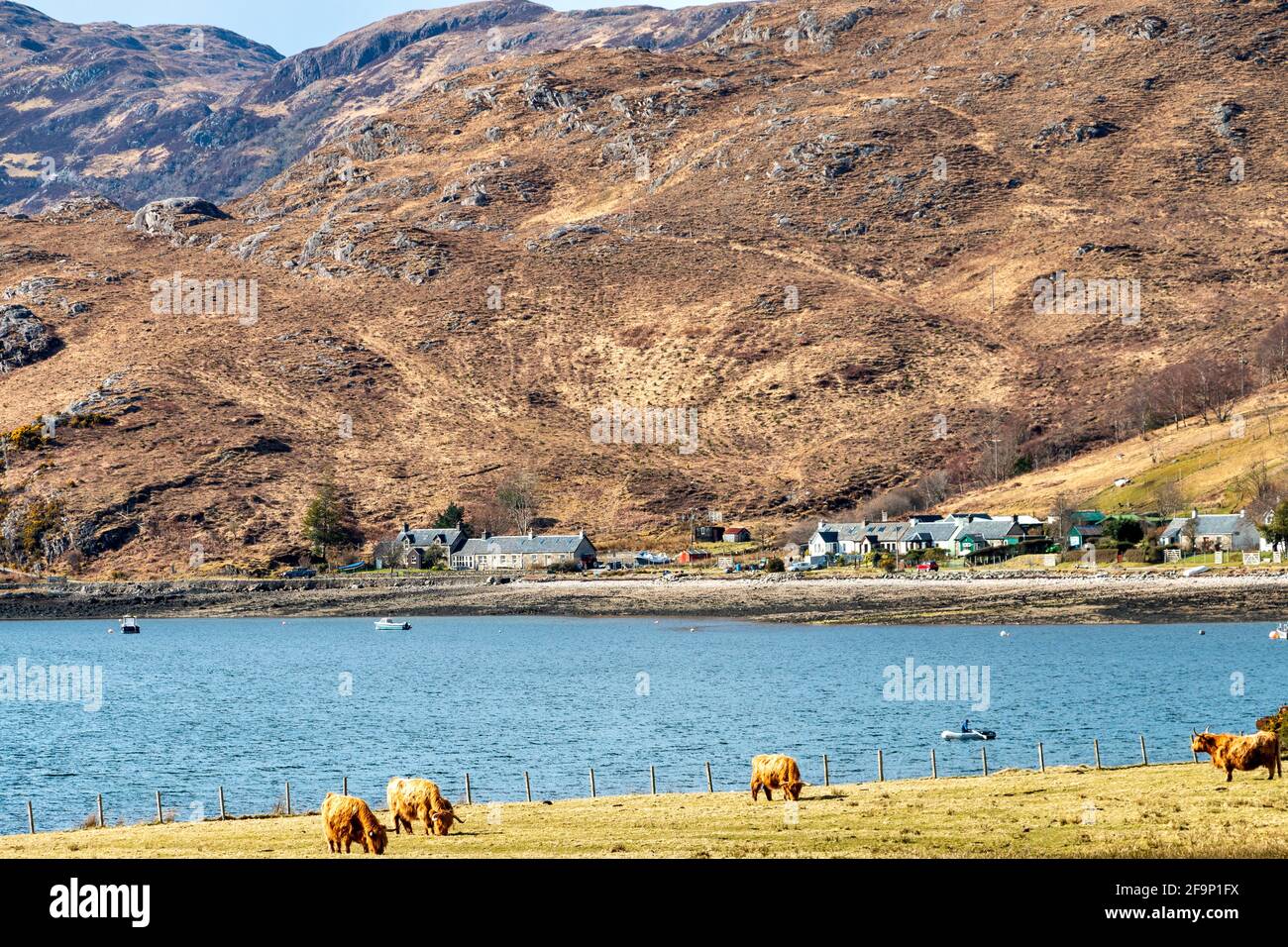 GLENELG HIGHLANDS SCOTLAND VIEW OF ARNISDALE HOUSES HIGHLAND COWS AND VILLAGE OVER LOCH HOURN Stock Photo