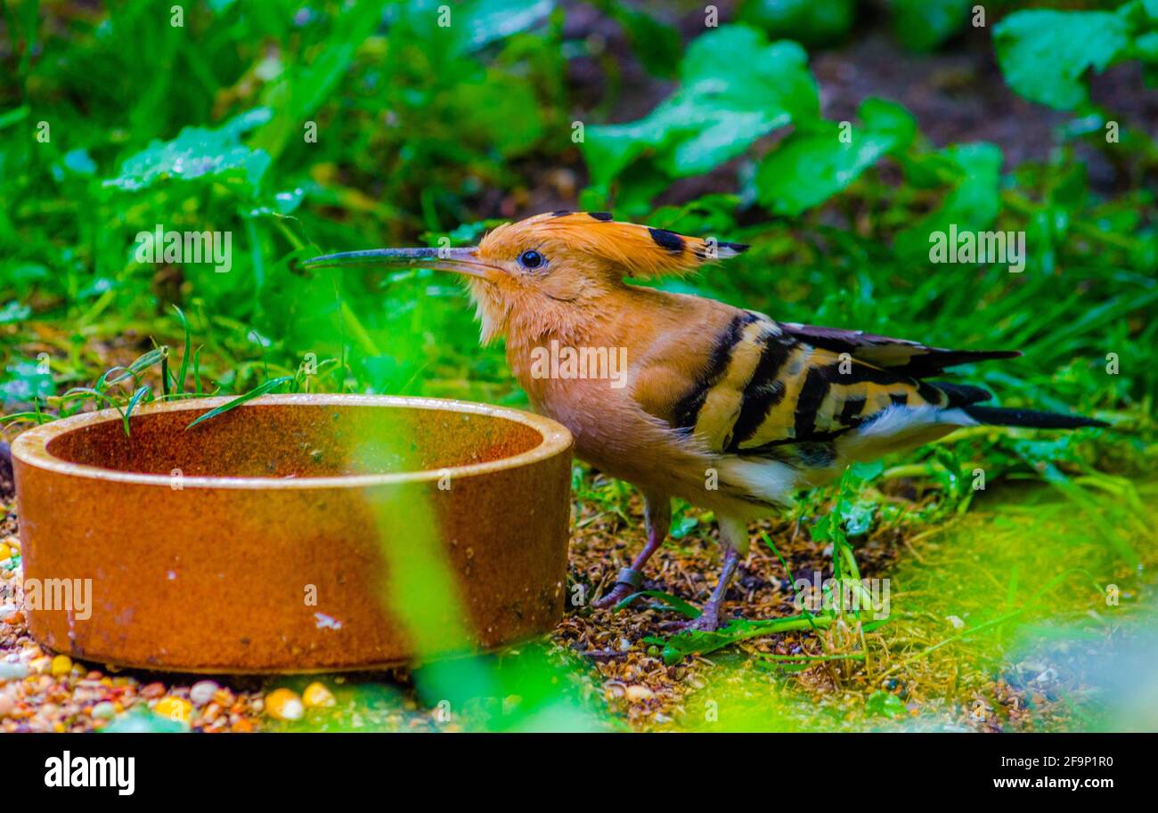 beautiful-eurasian-hoopoe-upupa-epops-feeding-on-insects-stock