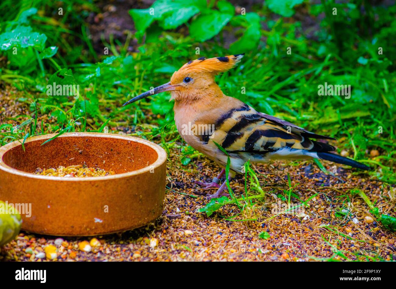 beautiful-eurasian-hoopoe-upupa-epops-feeding-on-insects-stock