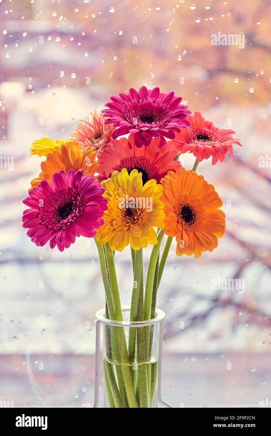 Flowers In Vase Decor Five Pink Gerbera Flower Decoration Photography  Illustration  PSD Free Download  Pikbest